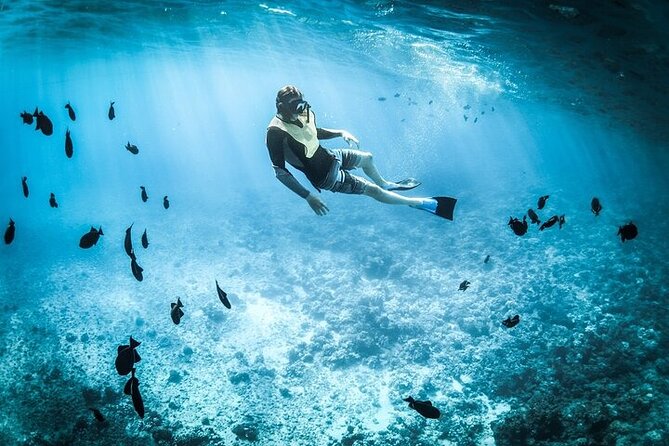 3 Hour Snorkeling and Dolphin Watching Experience in Muscat - Is $75 a fair price?