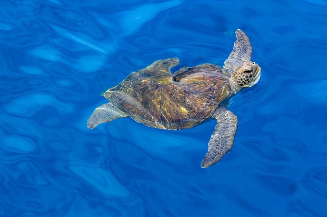 3 Hours All Inclusive Whale and Dolphin Whatching Yacht Trip - Tapas, homemade food, and drinks on board