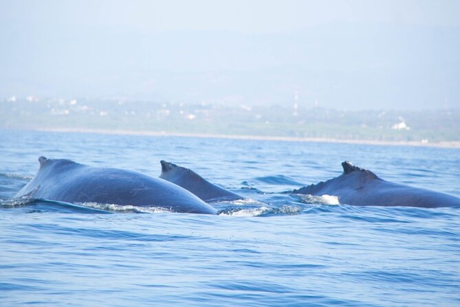 3-Hours Dolphin and Turtle Watching in Puerto Escondido - Key points to know before you book