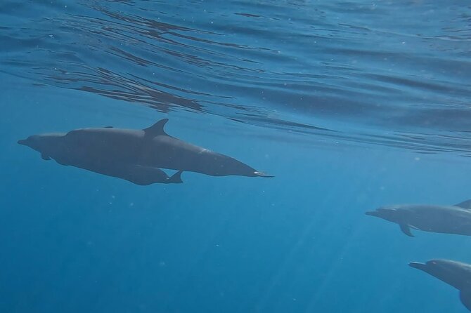 3-Hours Dolphin and Turtle Watching in Puerto Escondido - Setting out from Playa Zicatela at 6:30 am
