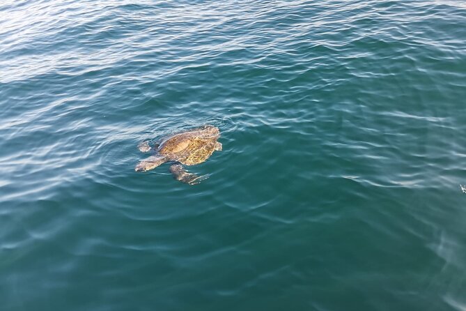 3-Hours Dolphin and Turtle Watching in Puerto Escondido - Humpback whales from November or December through March