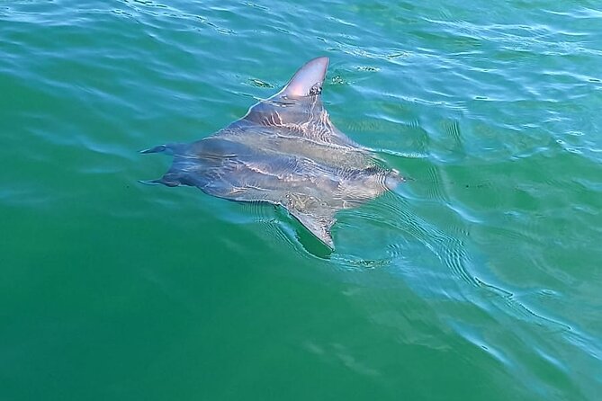 3-Hours Dolphin and Turtle Watching in Puerto Escondido - What the $61.28 price includes