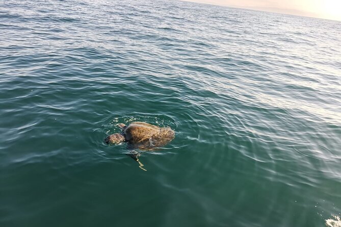 3-Hours Dolphin and Turtle Watching in Puerto Escondido - Who will enjoy this Puerto Escondido safari