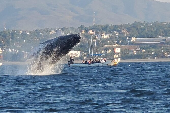 3-Hours Dolphin and Turtle Watching in Puerto Escondido - Sunrise views and a boat ride that may get wet