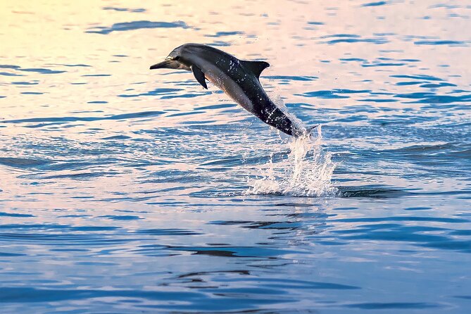 3-Hr Private Snorkeling and Dolphin Watching Tour at Muscat - Who will enjoy this Muscat boat trip?