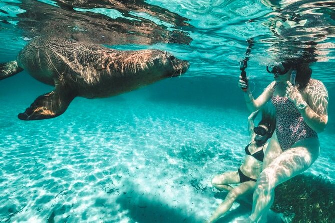 3 Island Wildlife Snorkel - Key points to know before booking