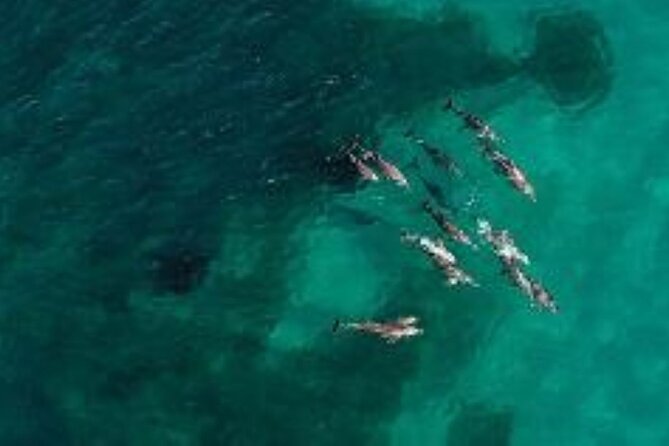 3 Island Wildlife Snorkel - Why Shoalwater Islands Marine Park makes a good snorkeling setting