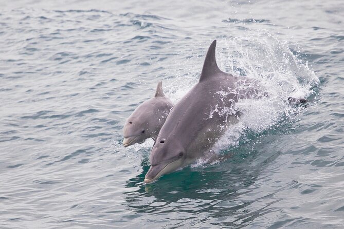 3 Island Wildlife Snorkel - Wildlife watching above and below the surface