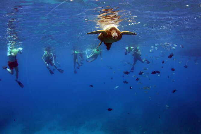 3 Zipline Adventure and 3.5 hour Afternoon Snorkel Cruise - Snorkeling, wildlife, and a meal that earns its place