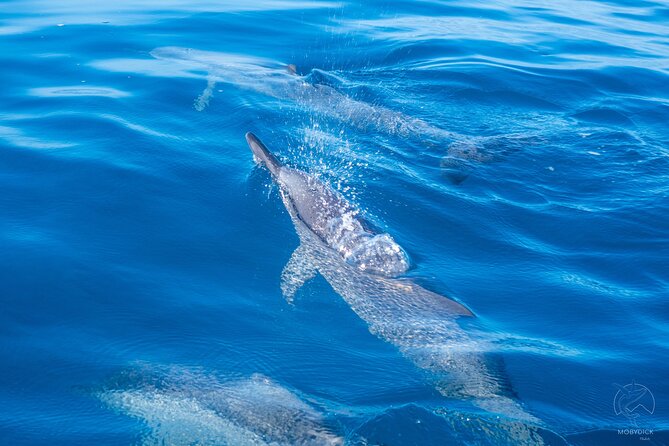 3h dolphin and snorkeling tour in a wild lagoon with Mobydick - Key points about the Maraa Lagoon tour
