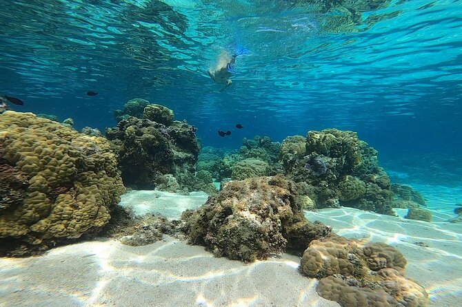 3h dolphin and snorkeling tour in a wild lagoon with Mobydick - Leaving Paea aboard Stenella