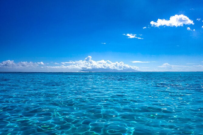 3h dolphin and snorkeling tour in a wild lagoon with Mobydick - What the guides add to the experience