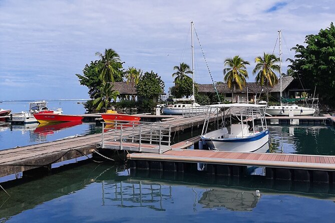 3h dolphin and snorkeling tour in a wild lagoon with Mobydick - Who should book this trip