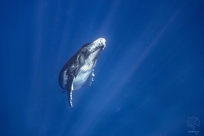3h dolphin and snorkeling tour in a wild lagoon with Mobydick - Practical details before you book