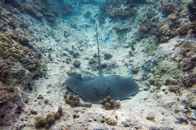 3h dolphin and snorkeling tour in a wild lagoon with Mobydick - Searching the pass for spinner dolphins