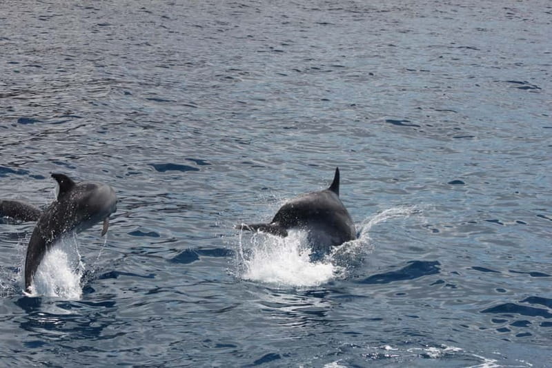 3H Shared Barrier-Free Cruise with Turtles Dolphins & Whales - Boarding Santa Rita at Los Cristianos