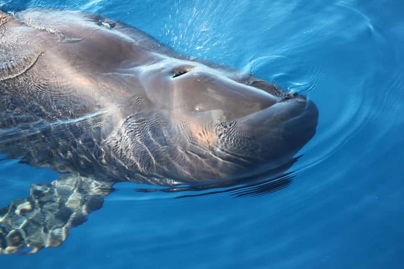 3H Shared Barrier-Free Cruise with Turtles Dolphins & Whales - Guaza Fish Farm and the busy marine life around it