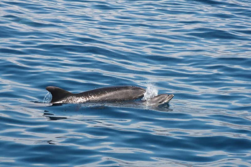 3H Shared Barrier-Free Cruise with Turtles Dolphins & Whales - What the $58 price really covers
