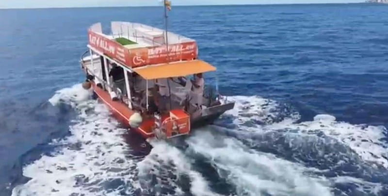 3H Shared Barrier-Free Cruise with Turtles Dolphins & Whales - Who will get the most from this cruise