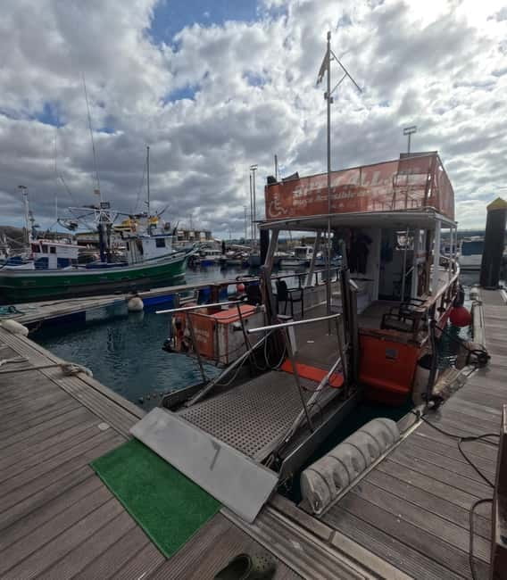 3H Shared Barrier-Free Cruise with Turtles Dolphins & Whales - Three hours along Tenerife’s whale coast