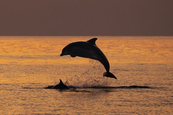 3hours all inclusive Sunset&Dolphin Tour from Medulin on Sandra - Leaving Medulin Harbor as the evening begins