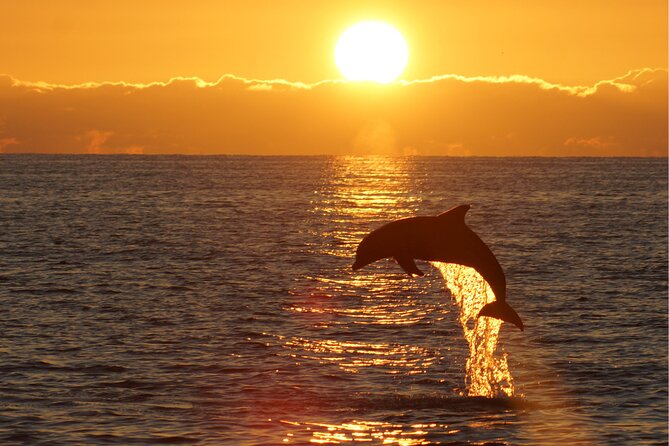 3hours all inclusive Sunset&Dolphin Tour from Medulin on Sandra - Dinner on board, with a choice of three mains