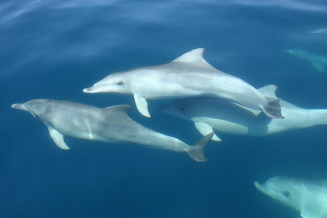 3hours all inclusive Sunset&Dolphin Tour from Medulin on Sandra - How crowded will the boat feel?