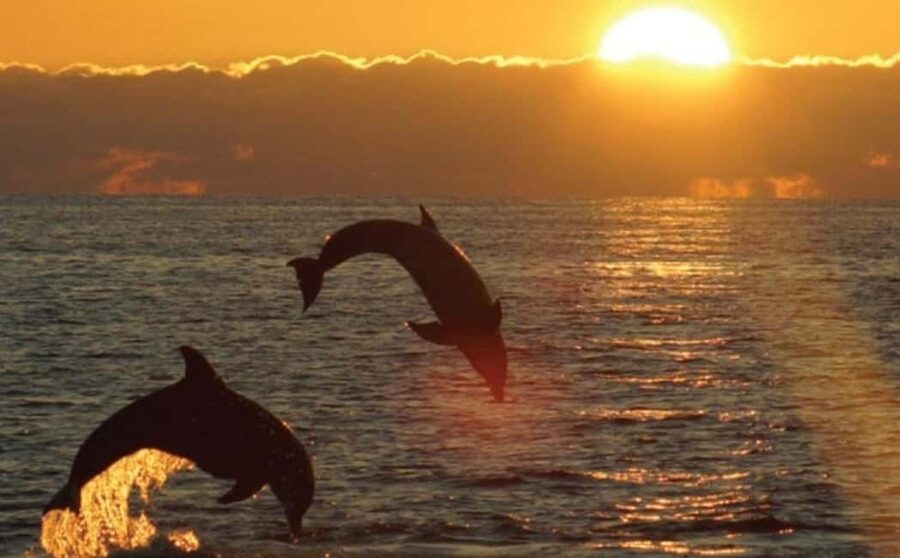 3hours Dolphin Sunset watching with unlimited drinks +dinner - Why this Medulin sunset cruise works so well