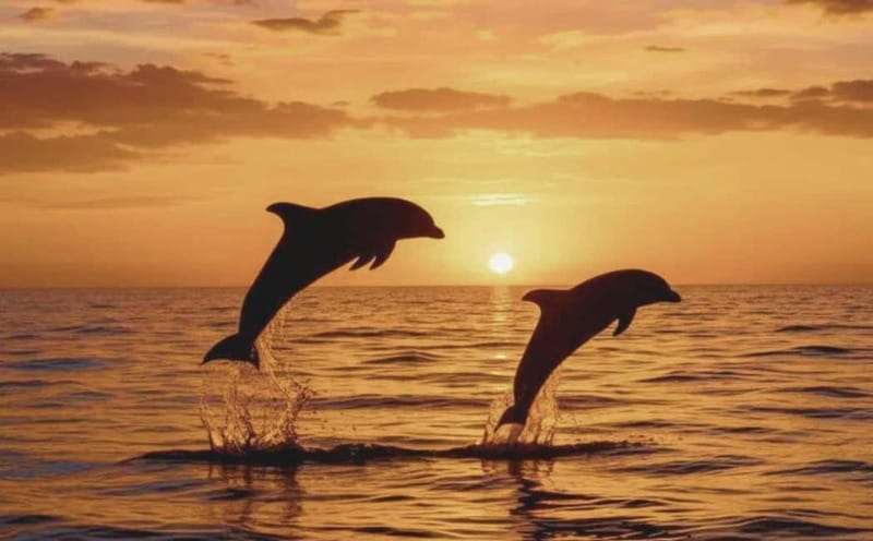 3hours Dolphin Sunset watching with unlimited drinks +dinner - Porer lighthouse and the Austro-Hungarian past