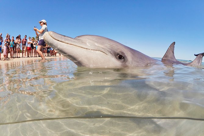 4-Day Monkey Mia Dolphins Pink Lake Pinnacles Comfort-Level Tour - Why this four-day coastal loop works
