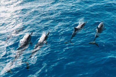 4 Hour Big Island Dolphin Watch Boat Tour, Snorkeling & BBQ Lunch