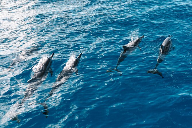 4 Hour Big Island Dolphin Watch Boat Tour, Snorkeling & BBQ Lunch - Stop two: Kailua-Kona and the island waters