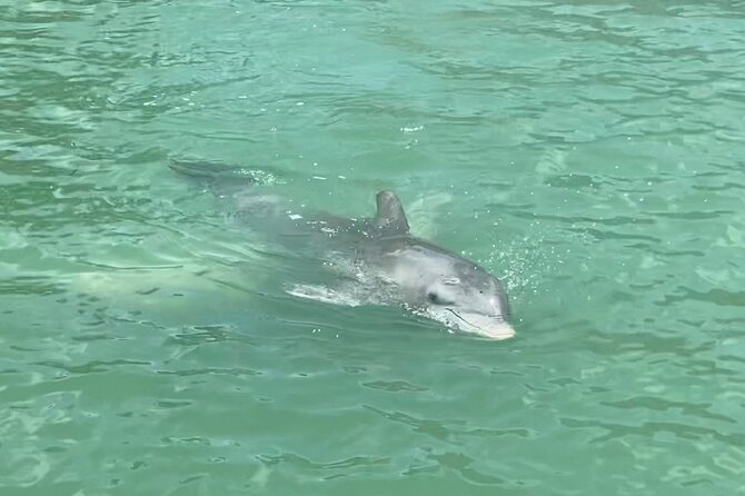 4 Hour Dolphin and Sandbar Cruise - A private Fort Myers cruise with a simple plan