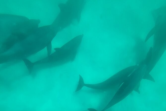4 Hour Eco Dolphin Tour in Panama - Leaving from 112A E 3rd Court
