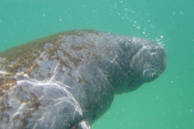 4 Hour Egmont Key Island Tour With Dolphins & Snorkeling Included - Key points to know before you book