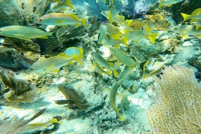 4 Hour Egmont Key Island Tour With Dolphins & Snorkeling Included - Price, group size, and what to bring