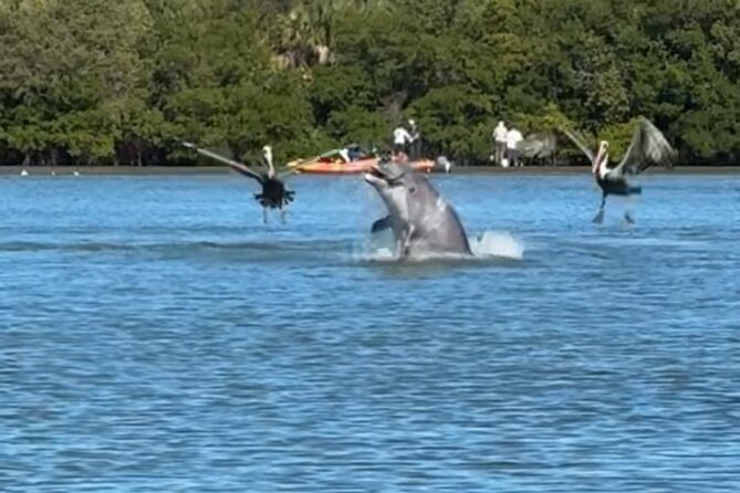 4-Hour Mangrove Island and Dolphin Watch Sandbar in Fort Pierce - Key points to know before booking