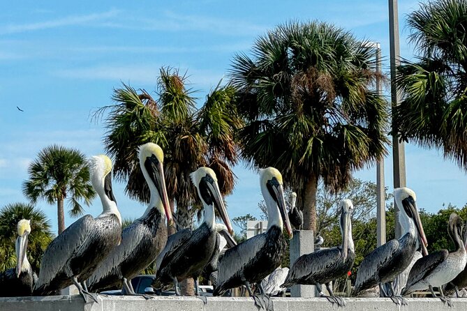 4-Hour Mangrove Island and Dolphin Watch Sandbar in Fort Pierce - Getting close to mangroves without rushing