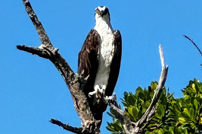 4-Hour Mangrove Island and Dolphin Watch Sandbar in Fort Pierce - The Navy Seal Museum area and local context