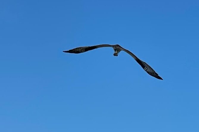 4-Hour Mangrove Island and Dolphin Watch Sandbar in Fort Pierce - Equipment that makes the distance manageable