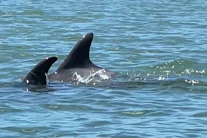4-Hour Mangrove Island and Dolphin Watch Sandbar in Fort Pierce - Is $79 a fair price?