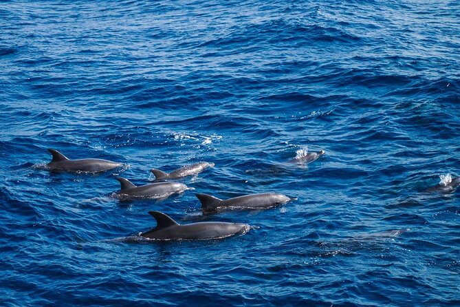 4-Hour Private Speedboat to See Dolphins from Hurghada - What the private format really adds