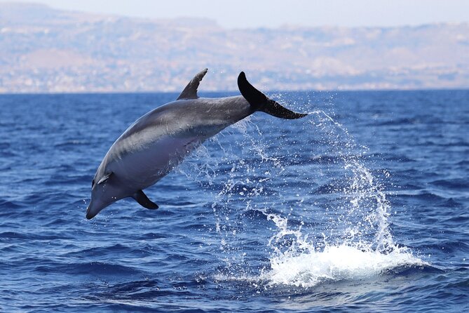 4 Hours Dolphin Watching Tour in Porto Empedocle - Why this dolphin outing feels different