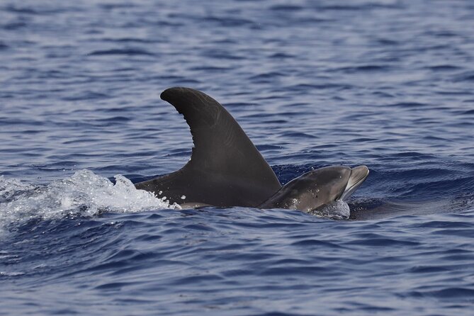 4 Hours Dolphin Watching Tour in Porto Empedocle - Scala dei Turchi and the Agrigento coast from the water