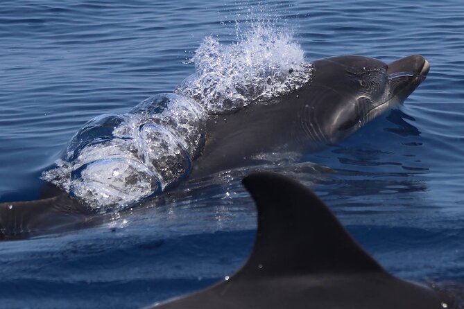 4 Hours Dolphin Watching Tour in Porto Empedocle - What the $165.61 price means