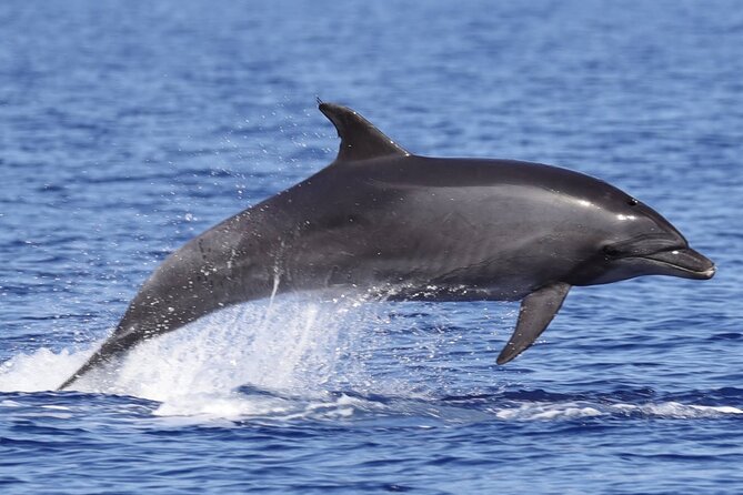 4 Hours Dolphin Watching Tour in Porto Empedocle - Who will enjoy this boat trip most