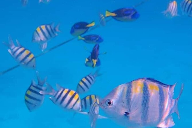 5-Hour Snorkeling, Swimming with Dolphins and Sea Turtles Aquarium - Mnemba Atoll is the reason to book