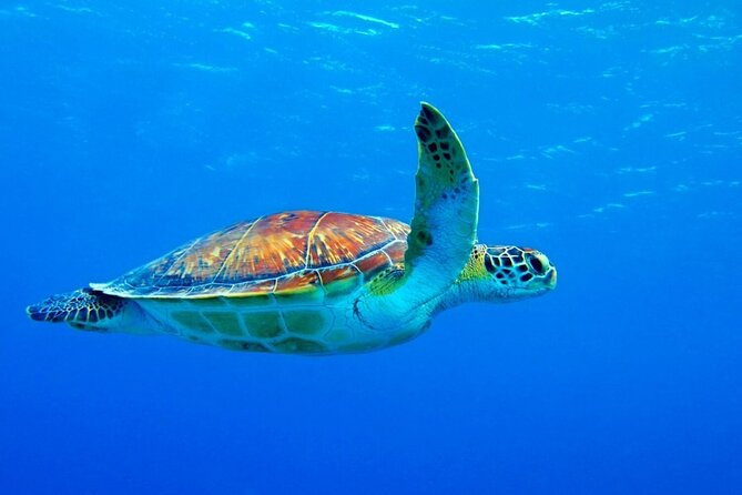 5-Hour Snorkeling, Swimming with Dolphins and Sea Turtles Aquarium - Swimming with turtles at the natural lagoon