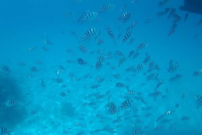 5-Hour Snorkeling, Swimming with Dolphins and Sea Turtles Aquarium - Guides, group size, and the feel of the day