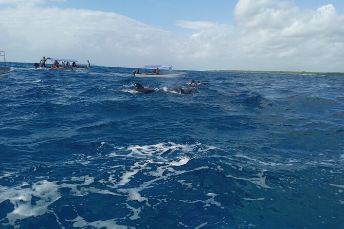 5-Hour Snorkeling, Swimming with Dolphins and Sea Turtles Aquarium - Is $60 good value?